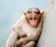 Monkey (Pic Credit: Augustus Binu, CC BY-SA 4.0)