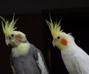 Exotic and Pet Birds