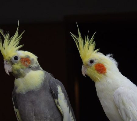 Exotic and Pet Birds